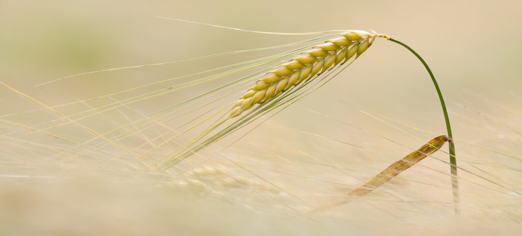 Ähre im Wind