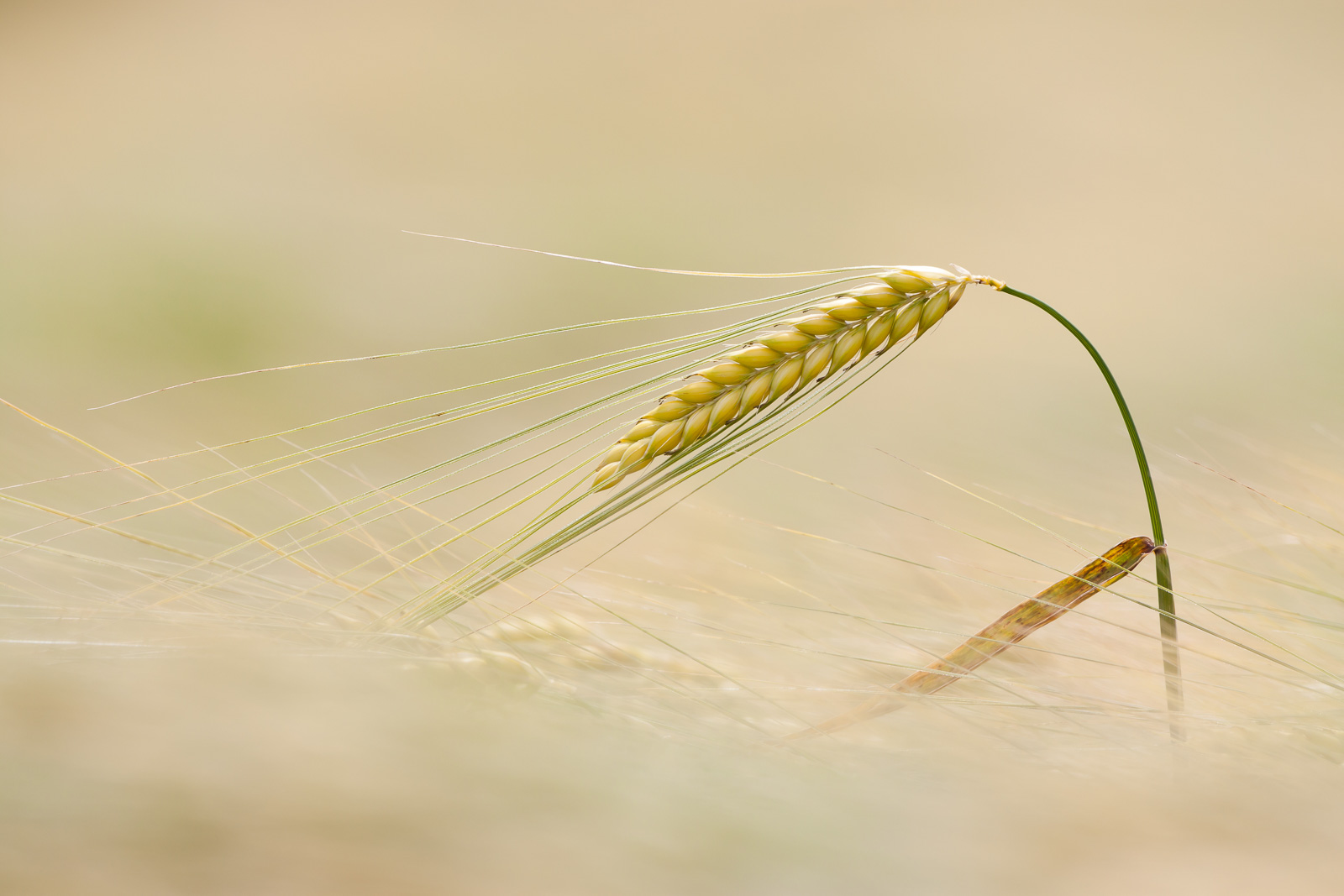 Ähre im Wind