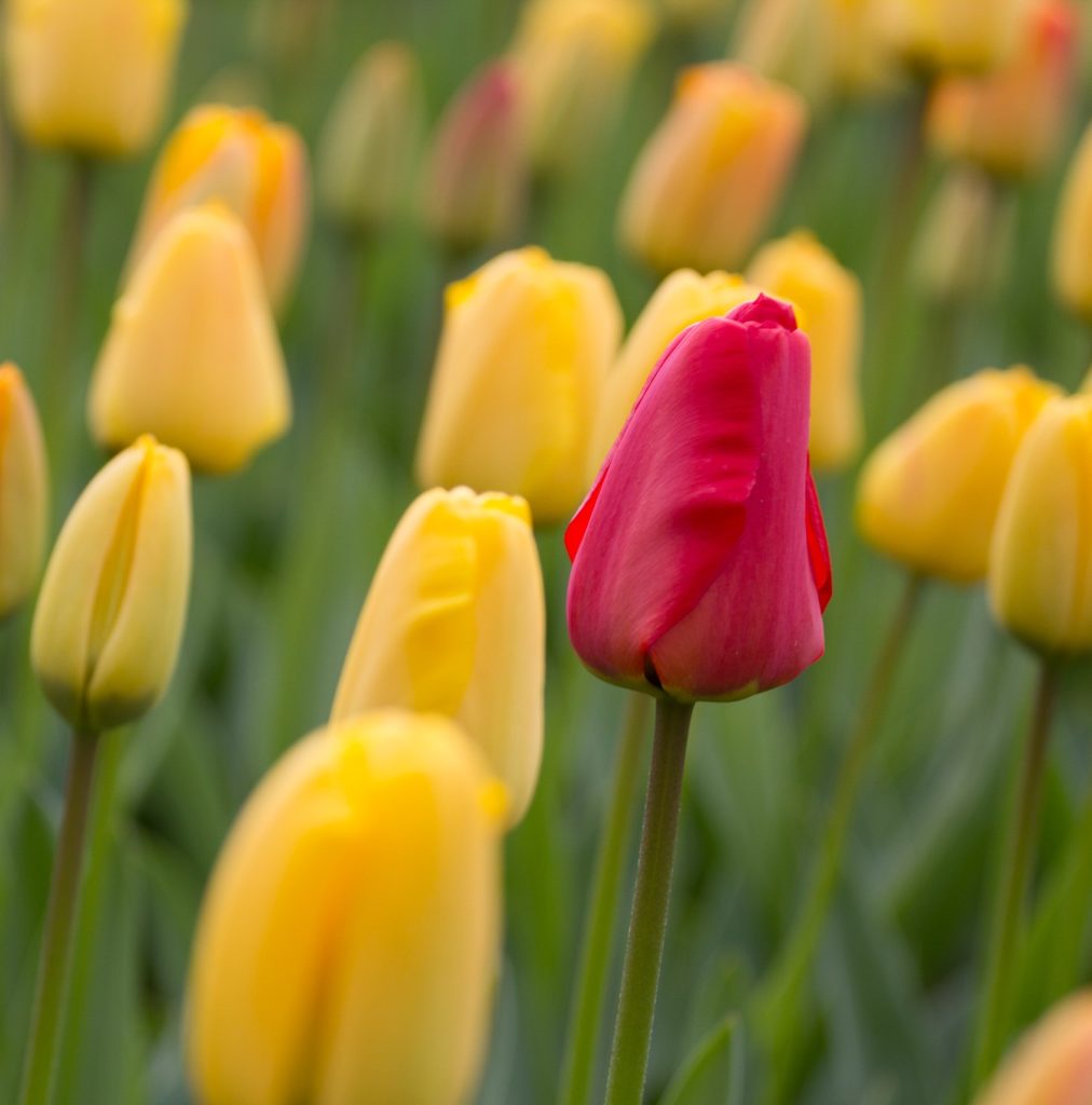 Einzelne rote Tulpe in einem Feld gelber Tulpen